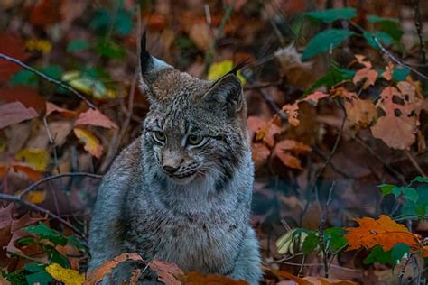 Secrets of Siberian Lynx Behavior and the Race to Save Them - Travlean