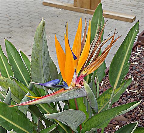 Strelitzia Flower Photograph by John Hughes - Fine Art America