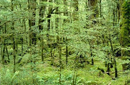 Fiordland Beech Forest photo