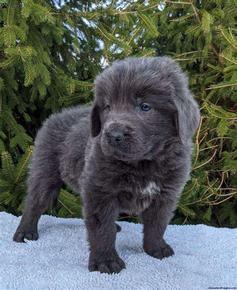 Newfoundland Mix Puppies for Sale | Greenfield Puppies