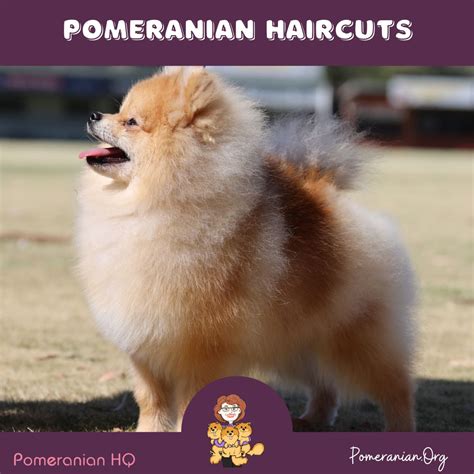 Cute Pomeranian Haircuts