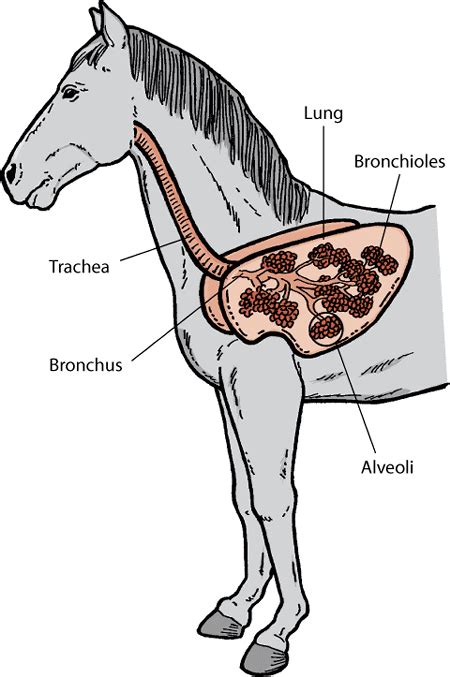 Horse Life and Love: All About - The Horse's Respiratory System