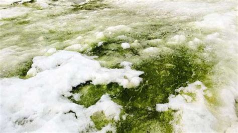 After blood-red snow, Antarctica now turns green. Find out why – India TV