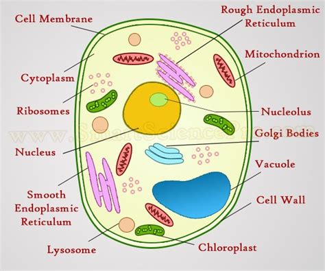 Structure of Animal Cell and Plant Cell Under Microscope + Diagrams