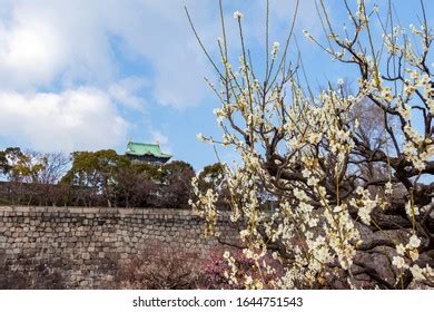 White Ume Blossoms Japanese Castle Stock Photo 1644751543 | Shutterstock