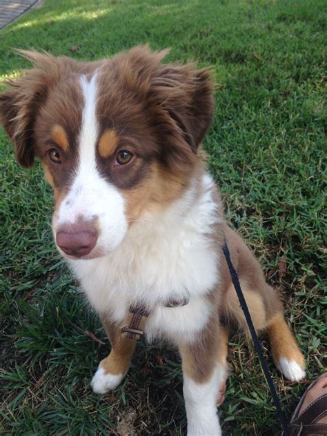 red tri mini australian shepherd puppy - Karine Newell