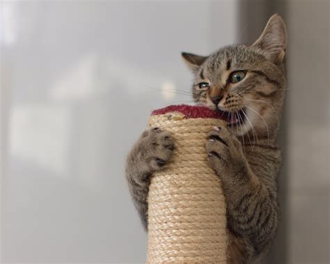 Cat Playing Free Stock Photo - Public Domain Pictures