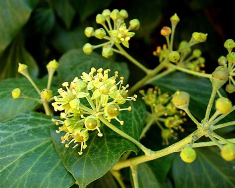 Ivy (Hedera species) - Tualatin SWCD