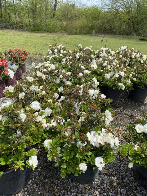 Linwood Hardy Gardenia Azalea – Roberts Landscapes