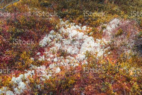 White Moss In A Deep Taiga Woods Stock Photo - Download Image Now ...