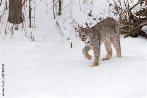 Canadian Lynx (Lynx canadensis) Steps Through Snow Right Paw Lifted Winter Stock Photo | Adobe Stock