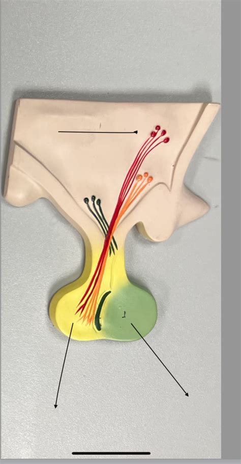 Pituitary Gland Diagram | Quizlet