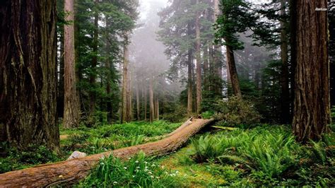 [66+] Redwood Forest Wallpapers | WallpaperSafari