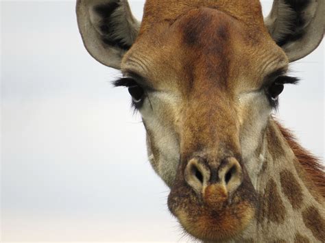 Giraffe and lucious eyelashes – BirdLife eThekwini KZN