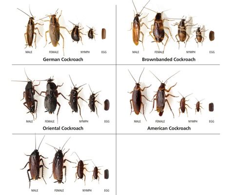 Cockroach Life Cycle, Life Span & More Info about UK Roaches