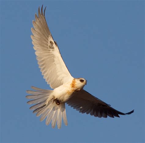 White-tailed Kite | San Diego Bird Spot