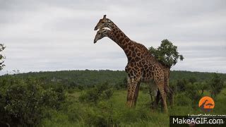 Giraffe Fight Gif