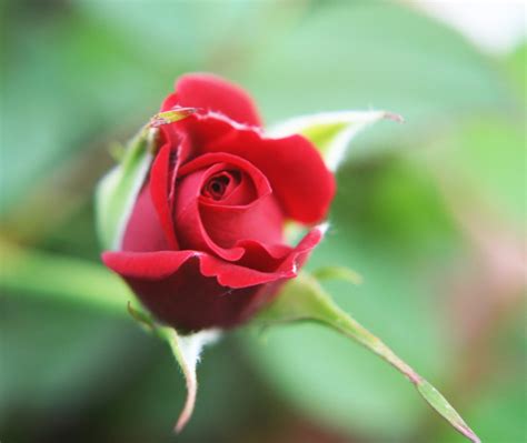 rose bud Free Photo Download | FreeImages