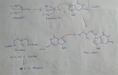 [Solved] Nitrogen mustards are an important class of anticancer drugs ...