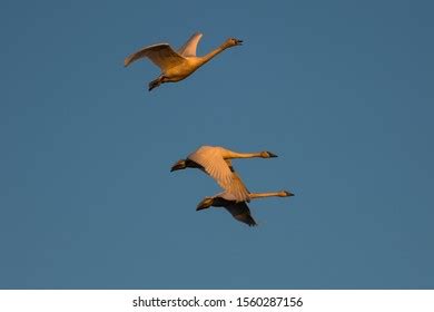 1,335 Tundra Swan Migration Images, Stock Photos & Vectors | Shutterstock