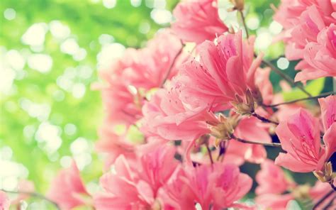 Beautiful pink spring flowers - HD nature wallpaper