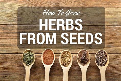 How To Grow Herbs From Seeds | Growing herbs, Herbs, Seeds