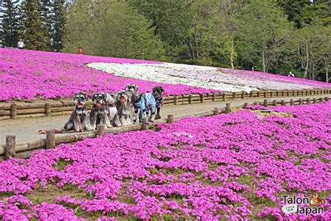 สวนฮิสึจิยามะ Hitsujiyama Park | TalonJapan.com