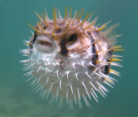 #924 Pufferfish is an amazing little fish because... - 1K Smiles