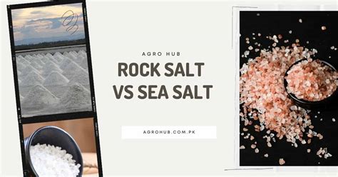 Rock Salt vs Sea Salt - Agro Hub