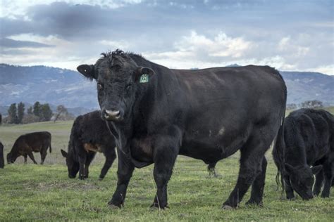 Aberdeen Angus cattle Pure Breeding, Aberdeen Angus, Beef Cattle, Crossbreed, Holstein, Black ...