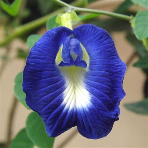 Butterfly Pea flower (organically grown) – Purple Superfoods