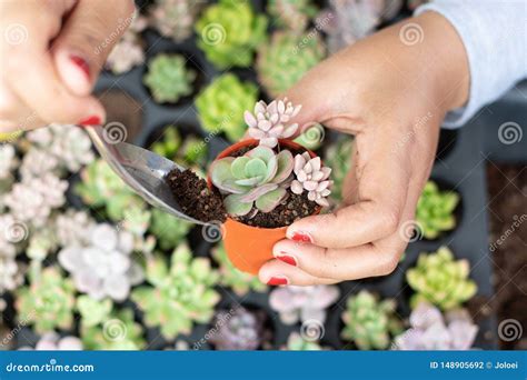 Cactus propagation in pots stock photo. Image of soil - 148905692