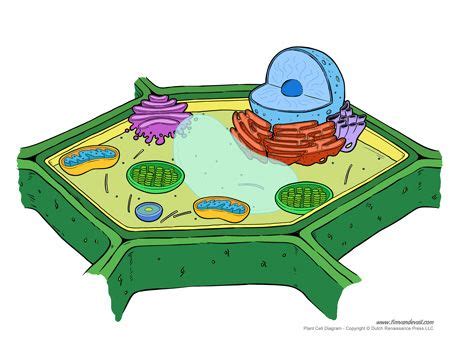 Eukaryotic Cells Unlabeled