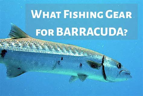 Barracuda Fishing Gear and Rigs (Must Haves) Salty101