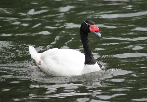 Free stock photo of black necked swan, black-necked, Black-necked swan