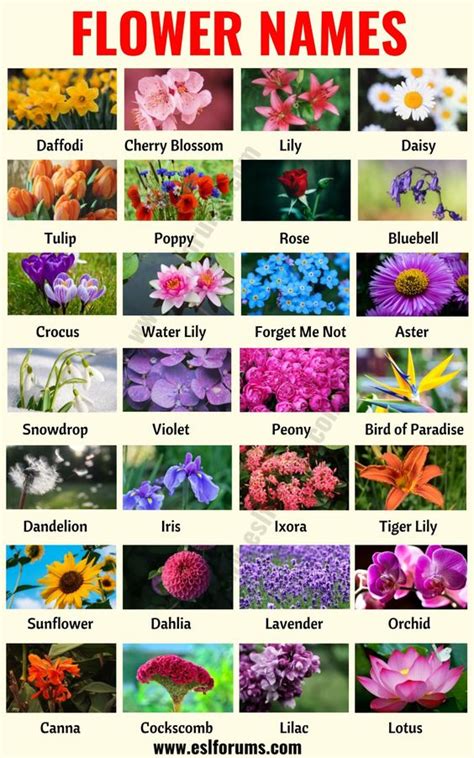 Flower Names - our library