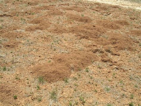 gophers Archives - Prairie Dog Pals