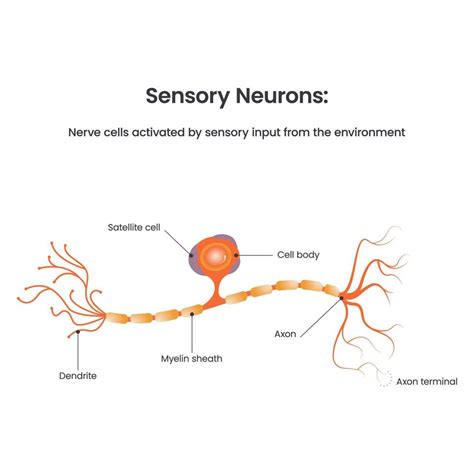 Sensory Neuron Diagram biology educational vector illustration 17733522 Vector Art at Vecteezy