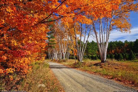 Autumn Leaves with White Birch | This shows a bright and win… | Flickr