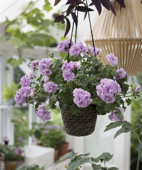 Floating flower magic: Hanging baskets and other hanging containers ...