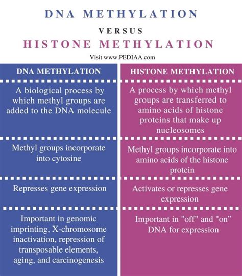 What is the Difference Between DNA Methylation and Histone Methylation ...