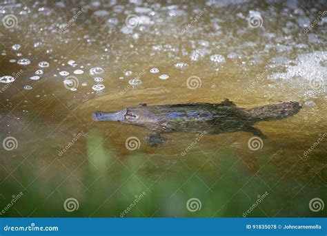 Platypus stock photo. Image of animals, river, swimming - 91835078