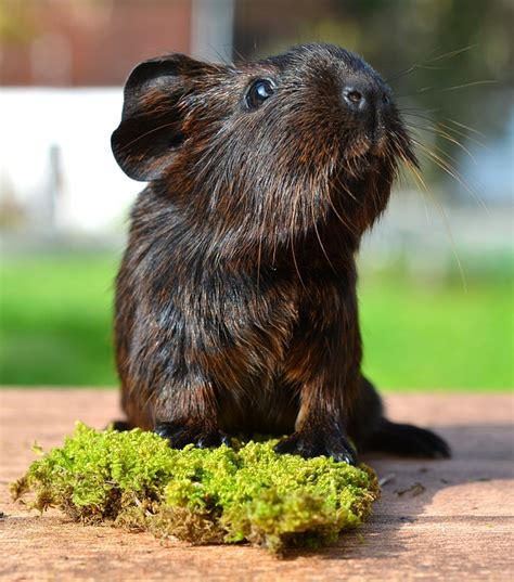 Gold Agouti Guinea Pig Domestic - Free photo on Pixabay - Pixabay