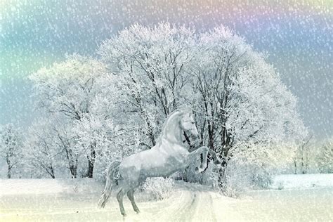 White horse in the Winter Snow Photograph by Paper Moon Fine Art