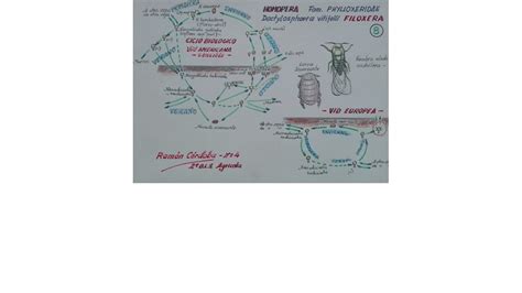 Grapevine Phylloxera - DOP Pla i llevant