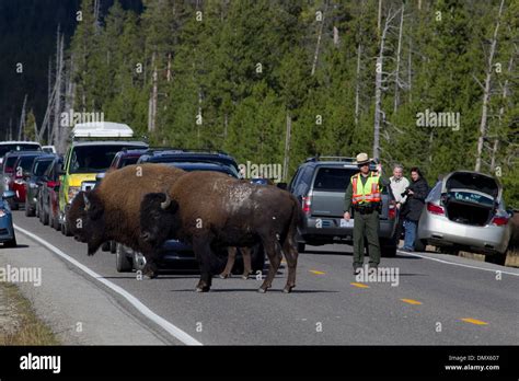 Bison - on road causing traffic jam Bison bison Yellowstone National ...