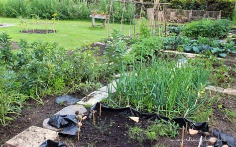 25 Shade-Tolerant Vegetables & Tip For Growing Them In a Shady Garden