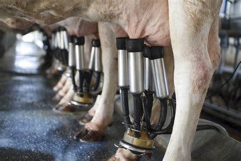 Milking cows for data – not just dairy products