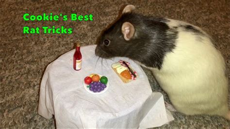 Cookie's Best Rat Tricks - Trick Compilation - YouTube