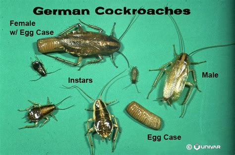 Roach Identification Chart